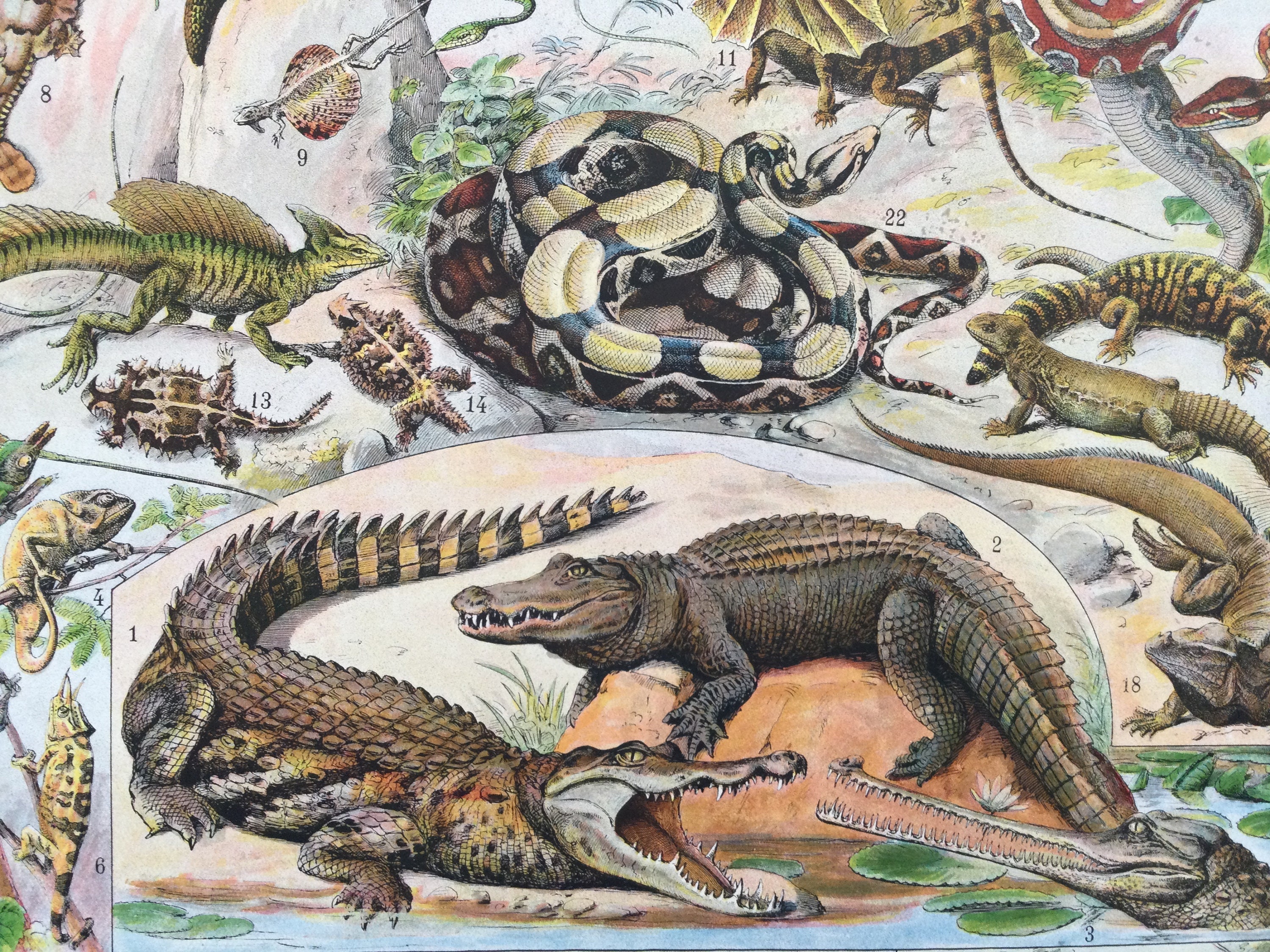 Affiche Vintage Reptiles - Crocodile- Serpent Tortue, Couleuvre, Caméléon Affiche Animaux Print Anim