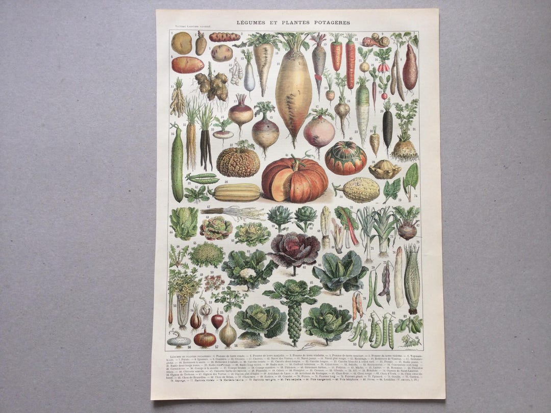 Vegetables, Vegetable Garden and Plants, Very Rare Kitchen Poster, Original  Plate, Vintage Print, Large Format Antique Kitchen Poster 1912 - Etsy, image size:1080x810