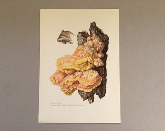 Mushrooms, Sulfur polypore, Botanical prints, Original board, vintage botanical poster, Mushrooms, frenchvintageprints 1962