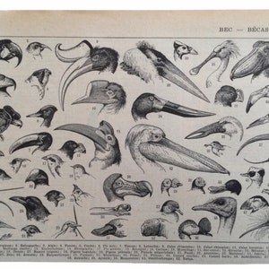 Becchi d'uccello, illustrazione originale, poster di uccelli, poster vintage di uccelli, uccelli decorativi, Larousse