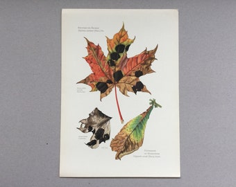 Mushrooms, Maple Rhytism, Botanical Prints, Original plate, vintage botanical poster, Mushrooms, frenchvintageprints 1962