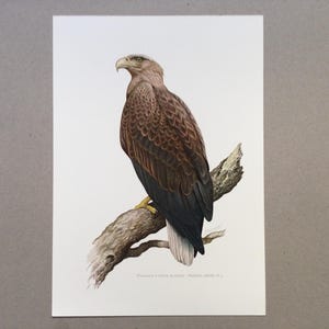 Águila de cola blanca, Águila pescadora, Aves, Estampado de pájaro, Estampado vintage, Ilustración antigua de los años 60