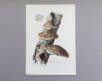 Mushrooms, Birch Pylopore, Botanical Prints, Original plate, vintage botanical poster, Mushrooms, frenchvintageprints 1962