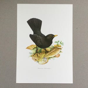 Mirlo, Pájaros, Pájaros en rama, Impresión de pájaro Impresión vintage, Ilustración vintage antigua de los años 60