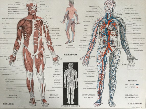 Anatomie des muscles du corps humain