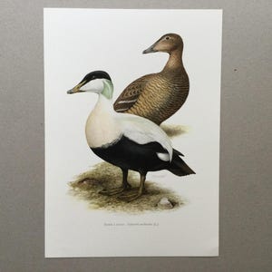 Common Eider Duck, Great Cider, Bird Prints, Old Bird Illustration, Original Plate, Ornithology, Vintage Print