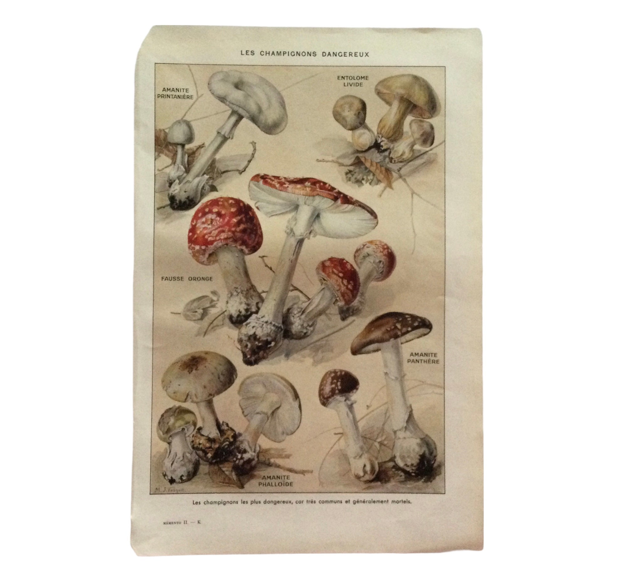 Affiche Cuisine Vintage -Champignons Dangereux - Affiche Champignons Print Botanique Botanique