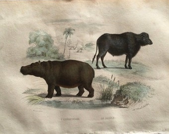 1861 Hippopotamus, Buffalo - RARE Old Engraving - Animals print - Illustration Larousse, antique French paper - Vintage French -