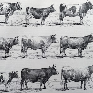 Vache, Races de vaches, Illustration ancienne, Larousse impression, affiche vintage France Grand format