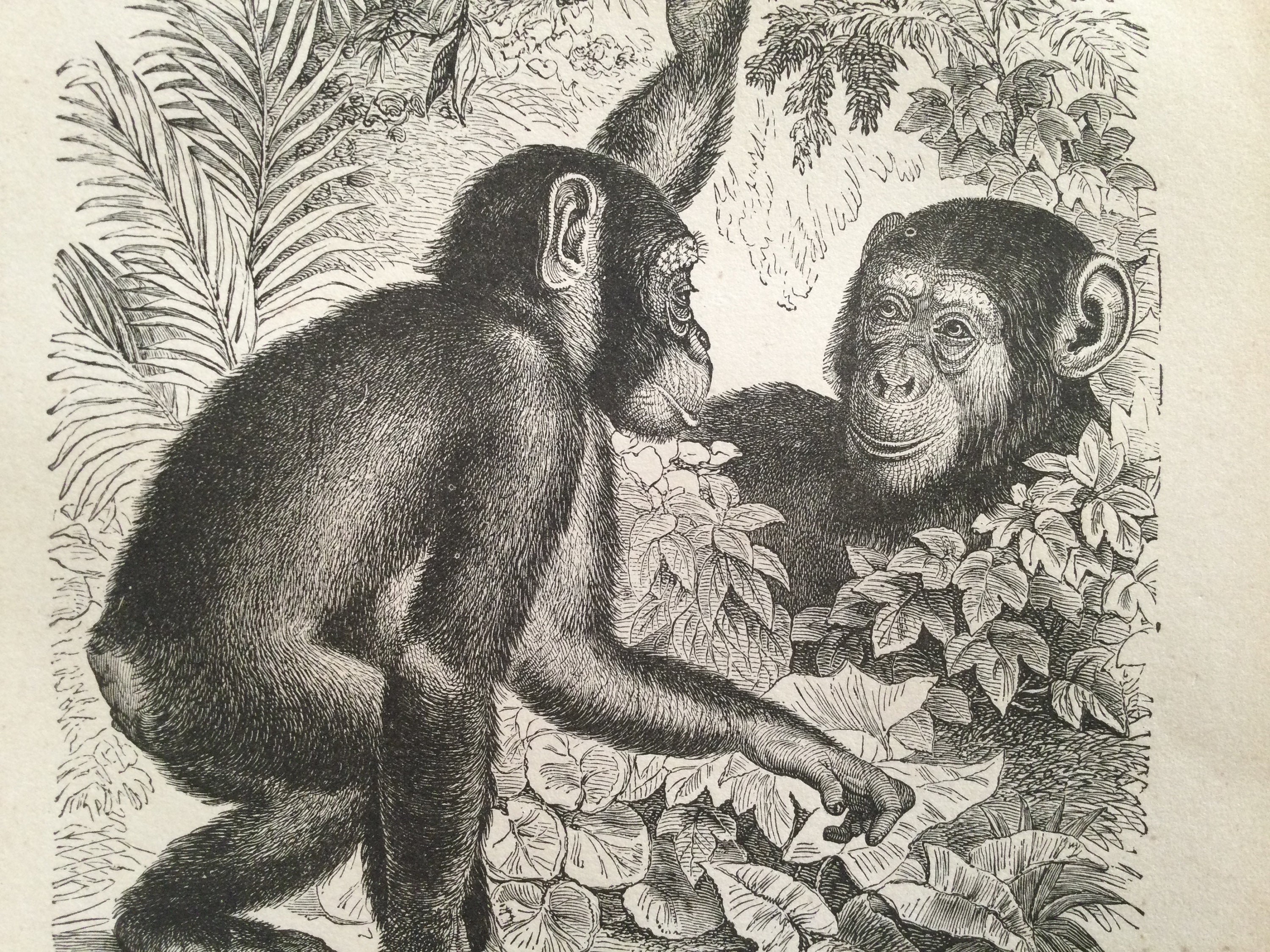 Affiche Vintage Chimpanzé Affiche Singe Monkey Print 1861 Print Animaux Chimpanzee Wall Art Chimpans