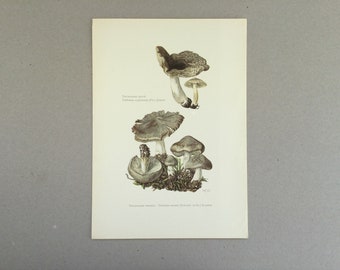 Earthy Tricholoma Mushrooms, Botanical Prints, Original plate, vintage botanical poster, Mushrooms, frenchvintageprints 1962