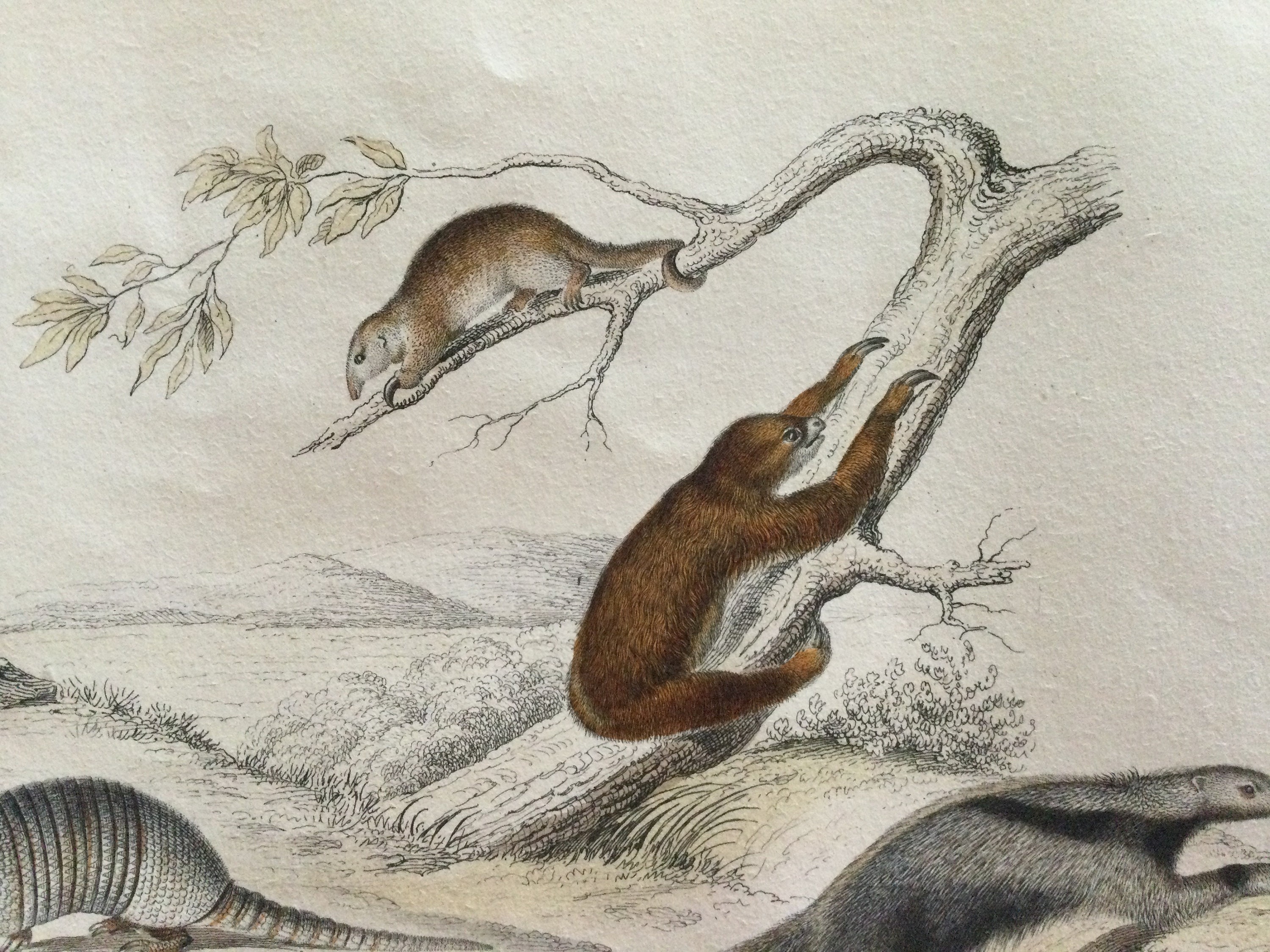 1861 Blaireau Loutre Fouine Marte Zoologie Rare Gravure Ancienne - Animals Print Antique French Pape