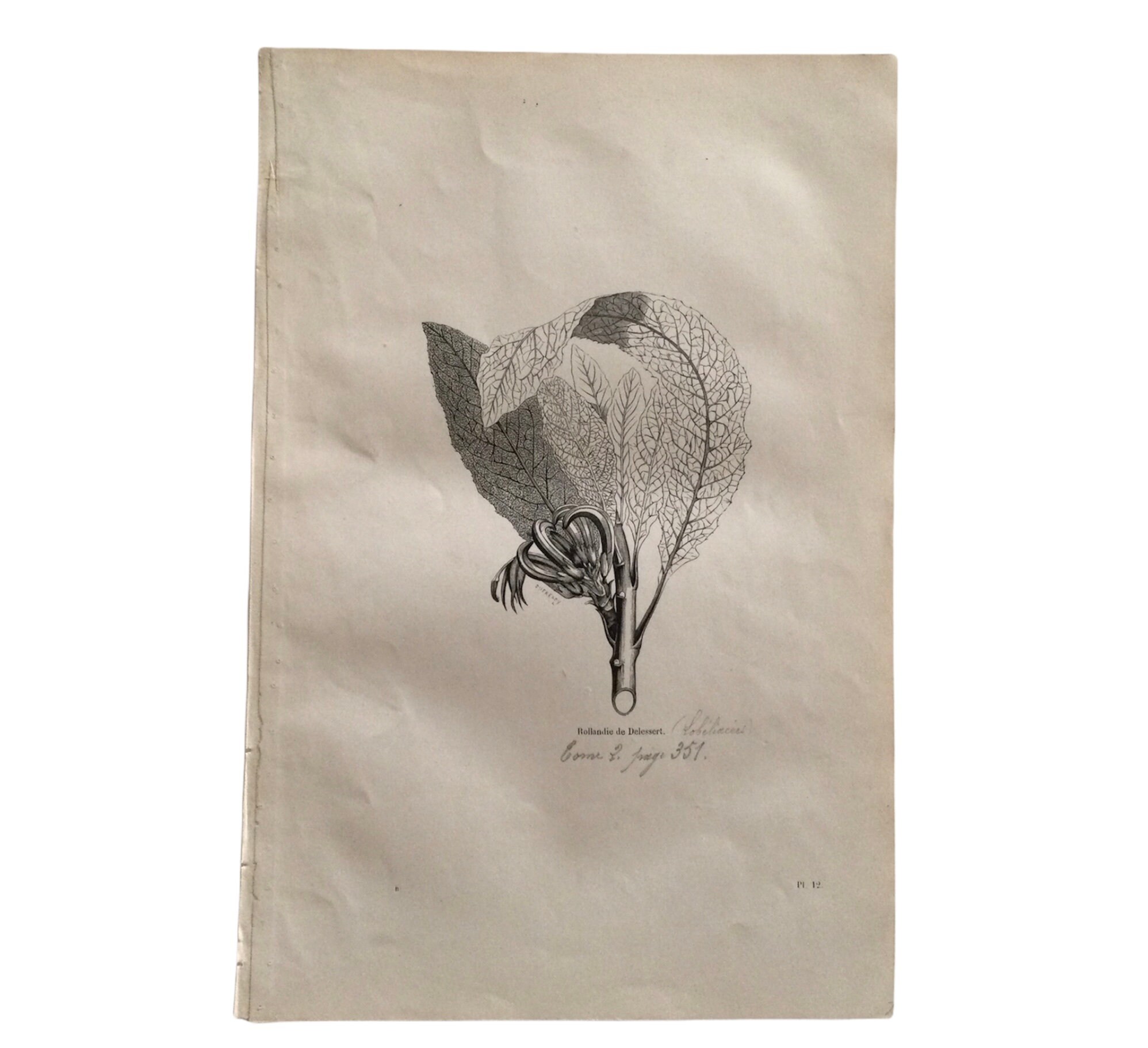 1862 Rollandie de Delessert Fleur - Plantes Print Botanique Botanical Antique French Paper Vintage F
