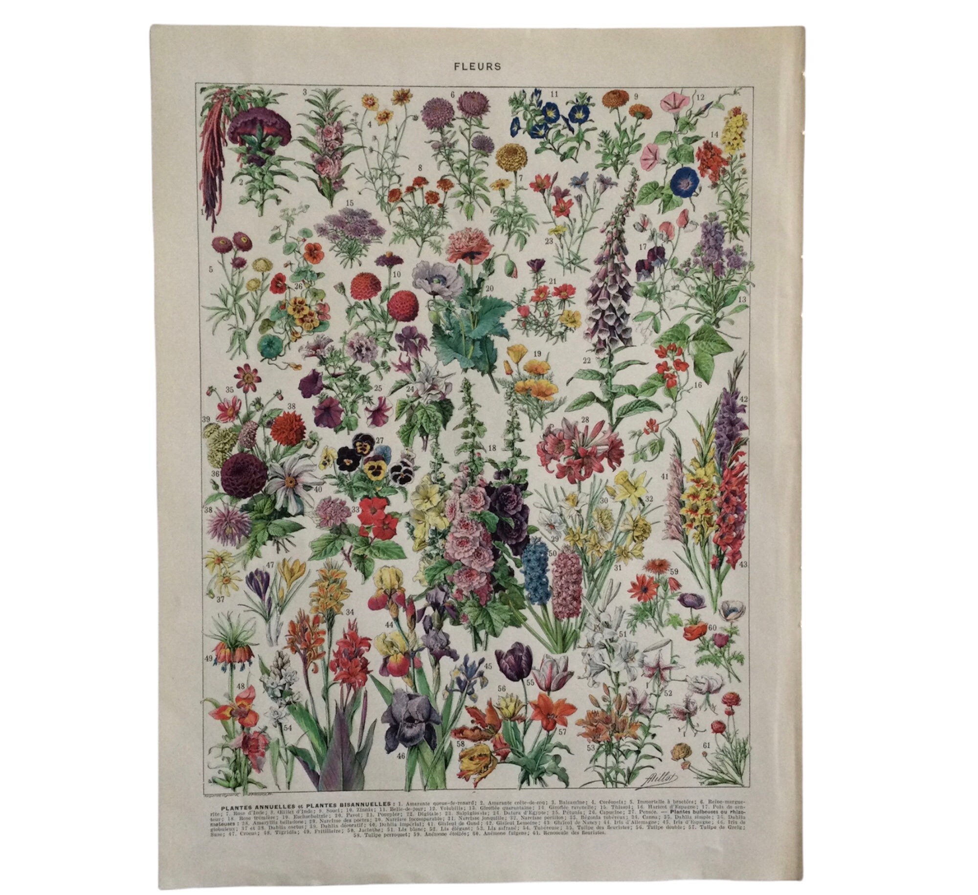Fleurs Amarante, Giroflée, Pétunia Plantes Annuelles et Plantes Bisannuelles - Print Botanique Antiq