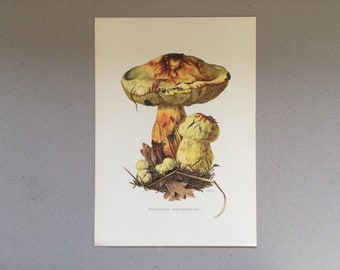Mushrooms, Daffodil Bolete, Botanical Prints, Original plate, vintage botanical poster, Mushrooms, frenchvintageprints 1962