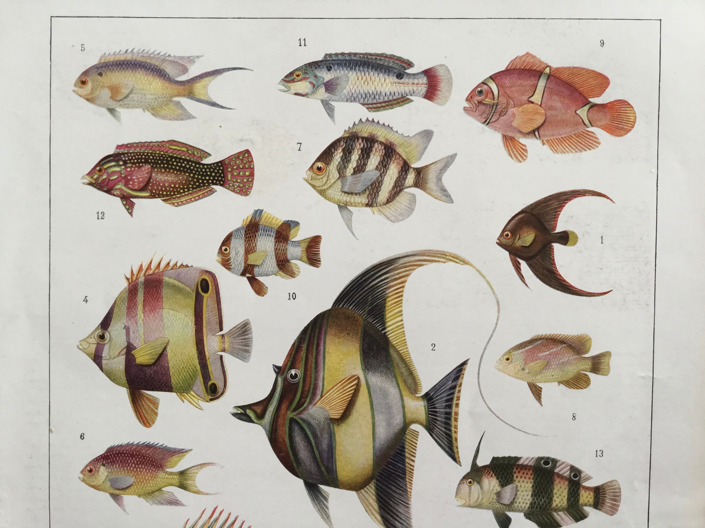 Poissons - Poster Vintage- Affiche Poissons Fish Vintage en France Antique French Print Français