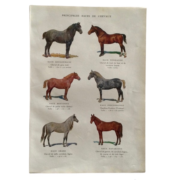Gravure Ancienne Originale – Cheval De Trait Ardennais – 1882 – 24x15 Cm