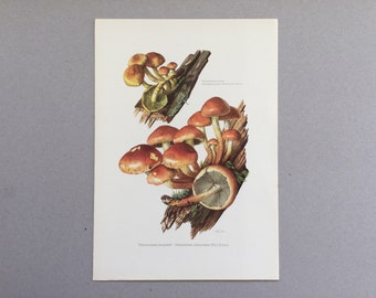 Mushrooms, Brick nematolome, Botanical prints, Original plate, vintage botanical poster, Mushrooms, frenchvintageprints 1962
