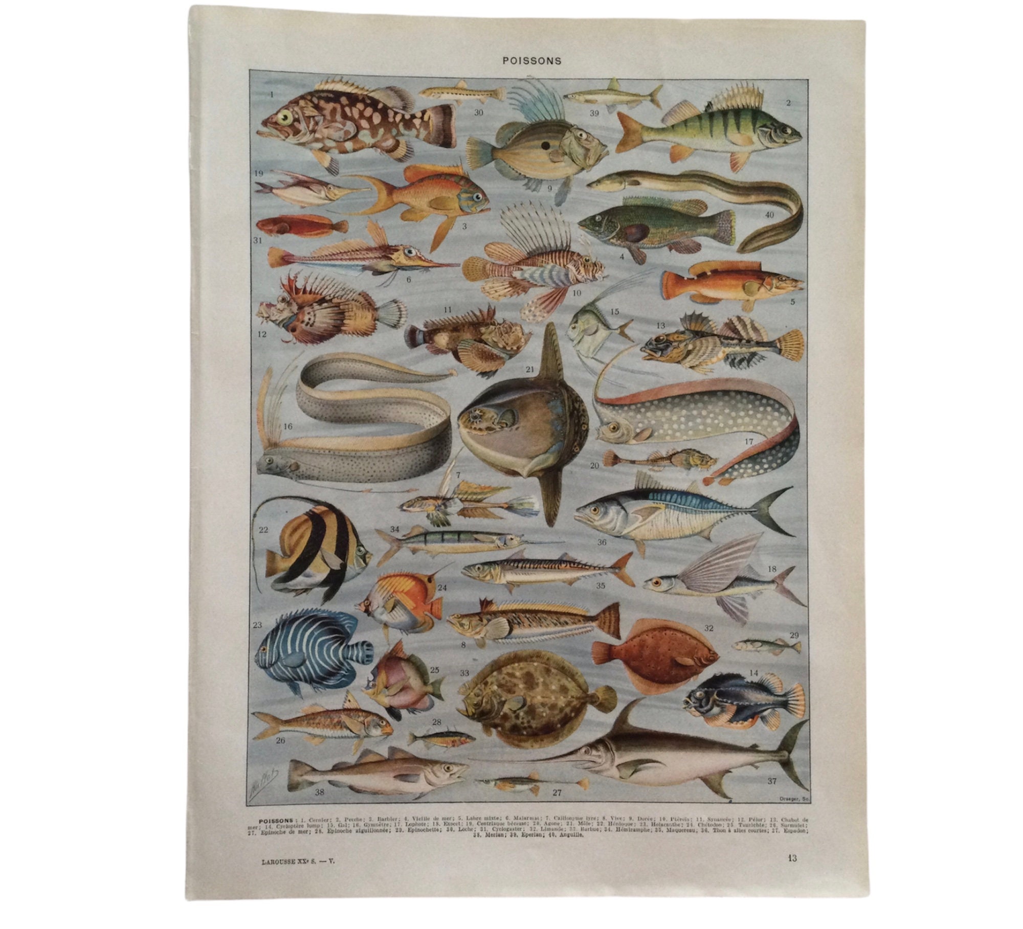 Poissons - Poster Vintage Affiche Poissons Fish Vintage en France Antique French Print Français
