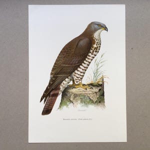 Busardo Mielero, Aves, Impresión de Aves, Impresión Vintage, Ilustración Antigua de los Años 60