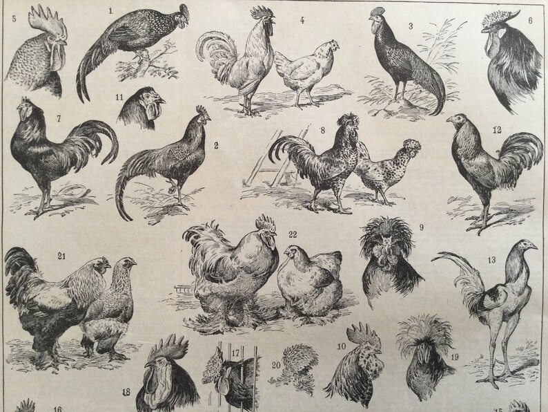 STICKER AUTOCOLLANT POSTER A4 ANIMAUX DE LA FERME.LE COQ ROI DE LA BASSE COUR N2 STICKER AUTOCOLLANT POSTER A4 ANIMAUX DE LA FERME.LE COQ ROI DE LA BASSE COUR N2