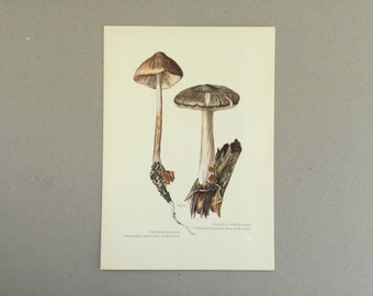 Mushrooms, Mucidule radicante, Botanical prints, Original plate, vintage botanical poster, Mushrooms, frenchvintageprints 1962