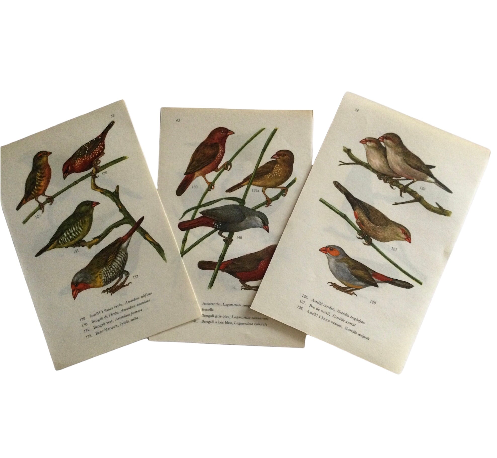 1950 Lot de 3 Planches Oiseaux Print Astrild, Bec Corail, Bengali...- Birds Print - Antique French V