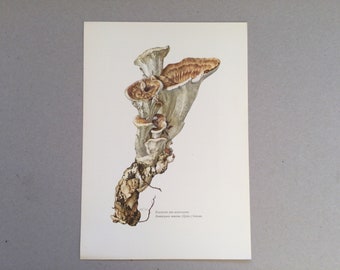 Mushrooms, Mountain Polypore, Botanical Prints, Original plate, vintage botanical poster, Mushrooms, frenchvintageprints 1962