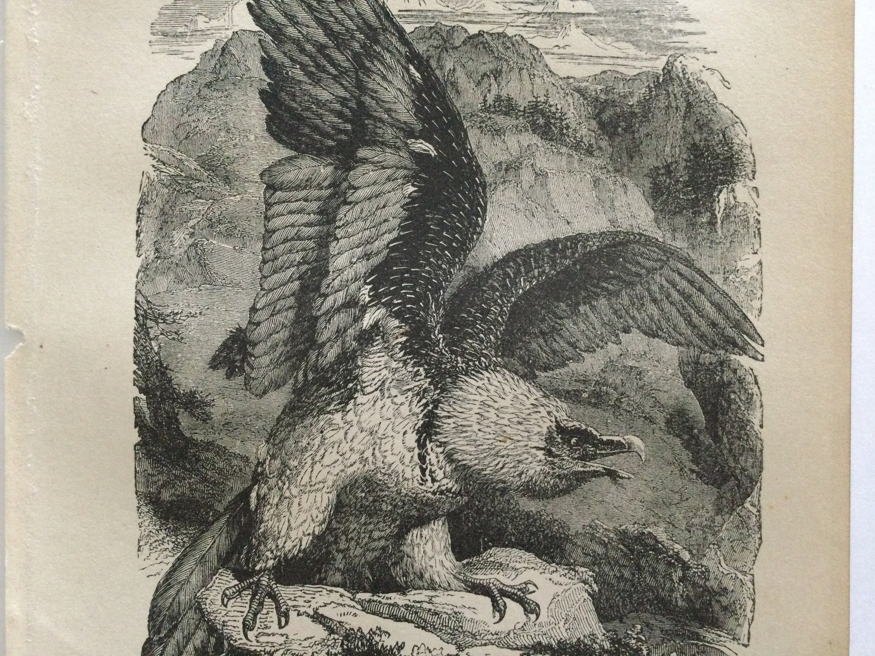1861 Print Animaux - Animals Print Griffon ou Gypaète Antique French Paper Vintage Français -