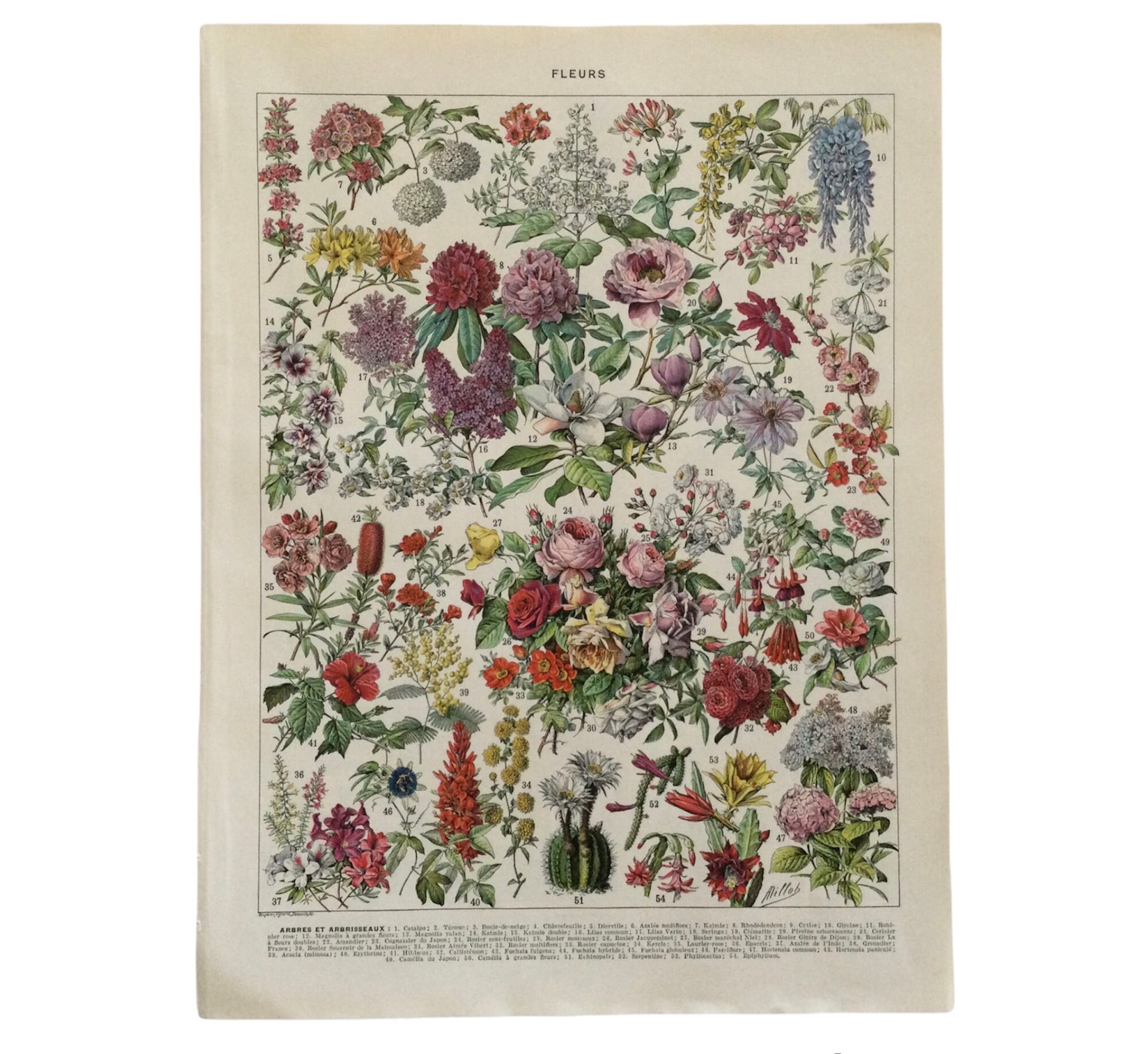Fleurs - Flowers Poster Arbres, Arbrisseaux, Chèvrefeuille, Rosier, Hortensia Print Botanique Antiqu