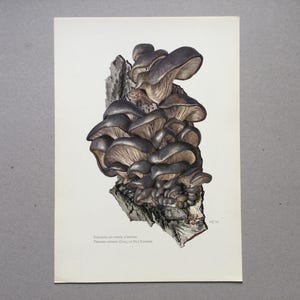 Oyster Mushrooms Vintage Botanical Poster Botanical Prints Vintage Poster Vintage Wall Decor