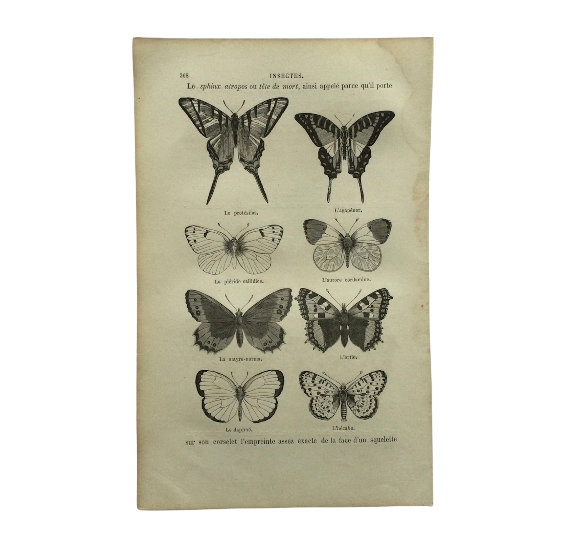 Affiche Vintage Insectes - Papillons Butterfly Ortie, Daphné, Morio, Ajax, Print Papillons Antique F