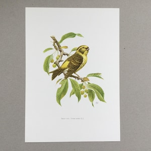 Serin cini Birds Print Birds Vintage poster, vintage print, Old illustration Larousse Original plate