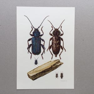 1962 Insects Cerambycidae, capricorn, Coleoptera, insect prints, Vintage Insect Print, Old Illustration Original Plate