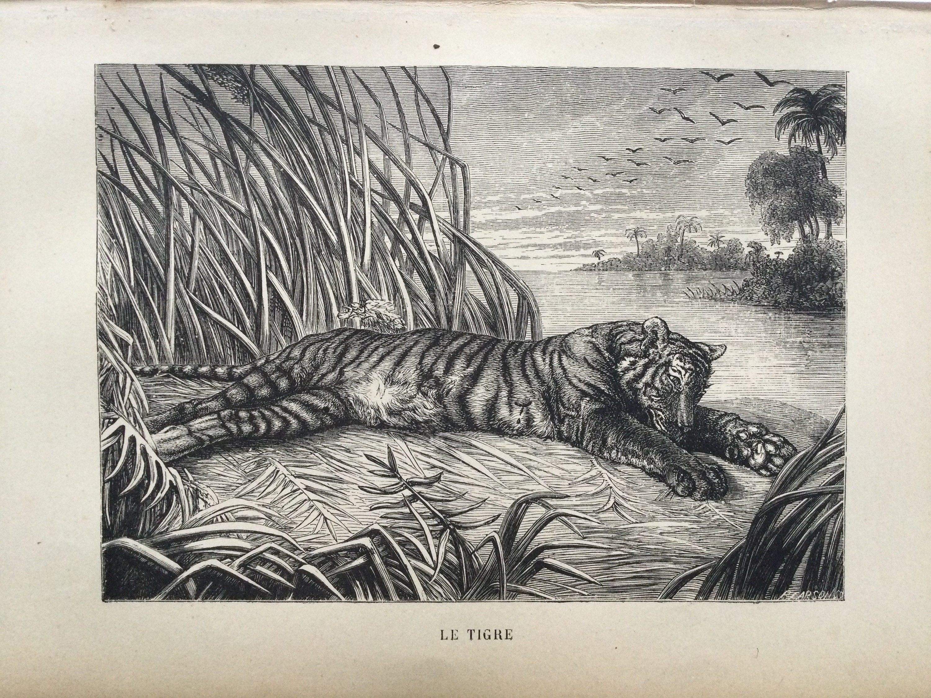 1861 Tigre - Tiger Poster Tigre Antique French Paper Vintage Français Print Animaux