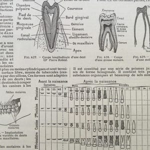 Teeth, dentition, incisors, molars, anatomy, human body - Human Body Anatomy Prints, vintage 1922 print