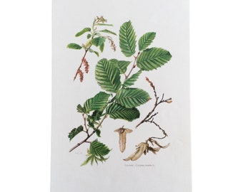 Birch, Carpinus betulus Hornbeam Dicotyledons Trees Plants Flowers Prints Botanical Vintage Print Antique Illustration