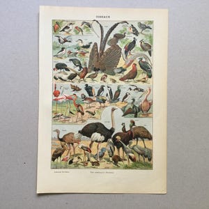 1897 Uccelli, rapaci Pappagalli Gufi Tavola originale Larousse Tavola illustrata Formato piccolo Uccelli del paradiso, manifesto di uccelli