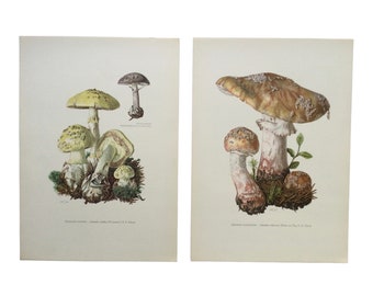 1962 Set of 2 Vintage Prints Amanita Mushrooms, Botanical Vintage Poster Botanical Prints botanical poster frenchvintageprints