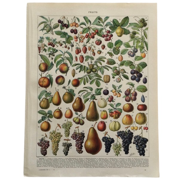 1933 Fruits anciens, Planche originale Larousse Décor de cuisine idées cadeau décor cuisine rétro décor vintage campagne