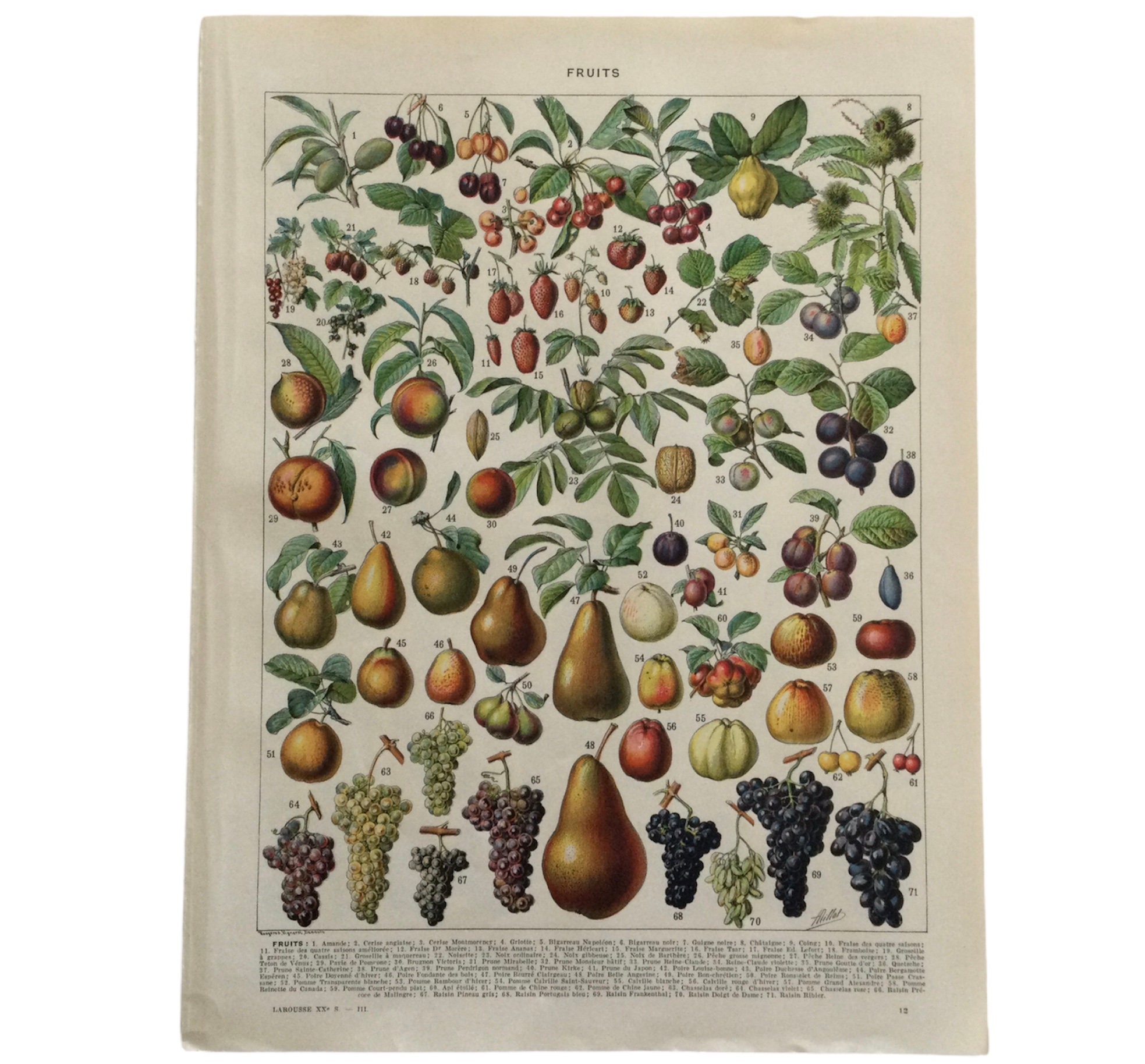 Affiche Fruits - Planche Originale Affiche Vintage Ancienne Cuisine Vintage Antique French Print Fra