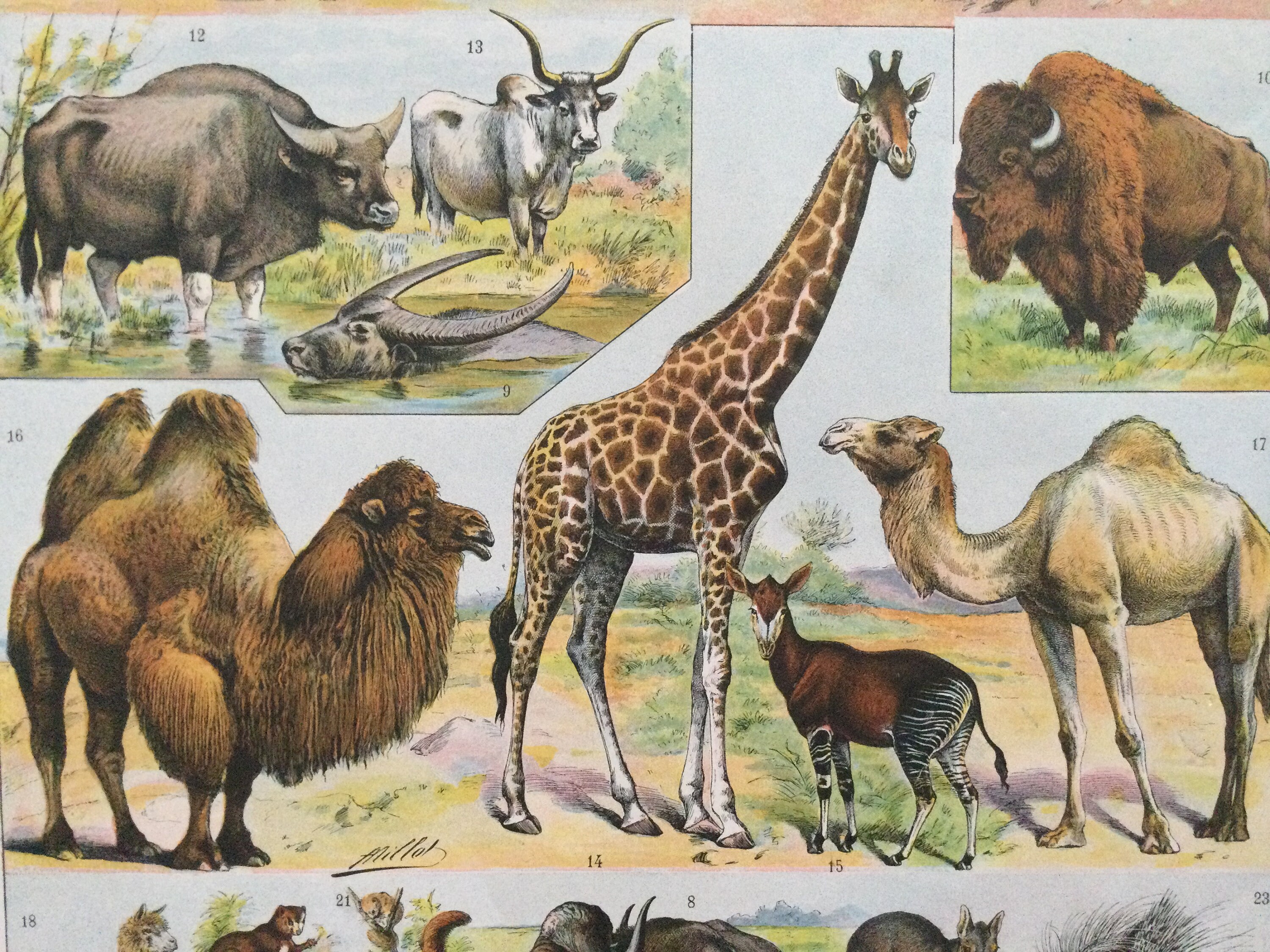 Décoration Murale Enfant Affiche Vintage Animaux - Mammifères Vintage Français Affiche Enfant