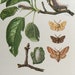 see more listings in the Prints Birds Insects section