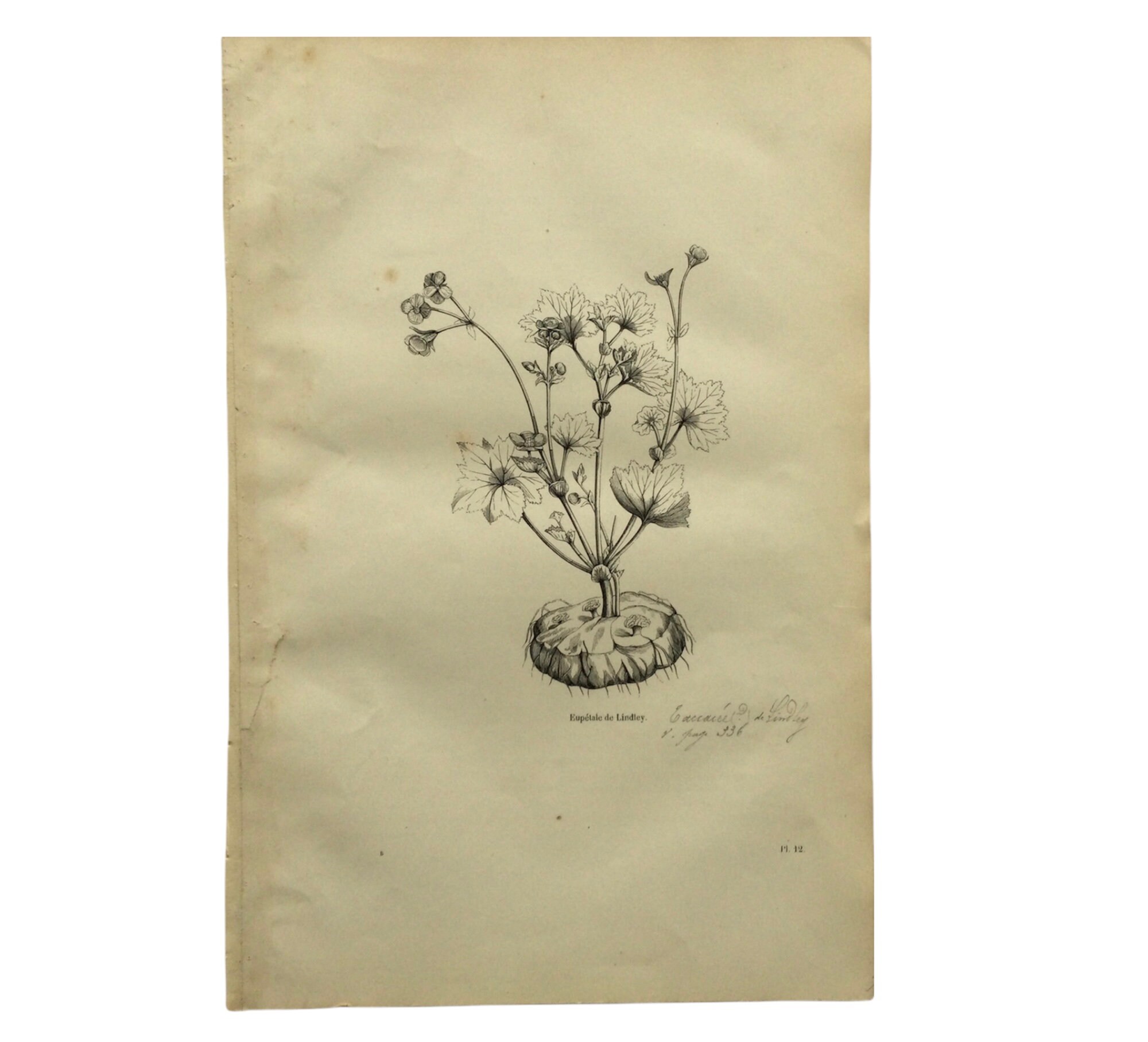 1861 Euphétale de Lindsey - Fleur Plantes Print Botanique Botanical Antique French Paper Vintage Fra