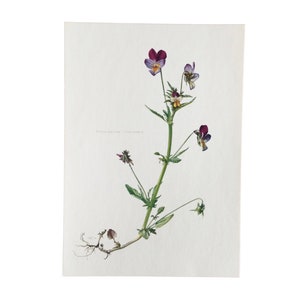 1962 Flower, Wild Pansy, Flower Print, Original Flower Poster Plate, Botanical Prints Vintage Print, Old Illustration
