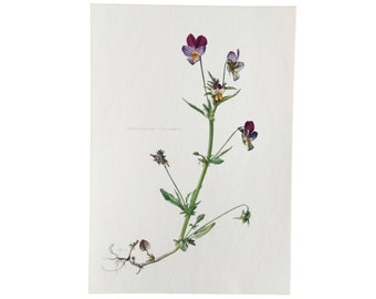 Flower, Wild pansy, flower print, flower poster, botanical prints Vintage print, Old illustration