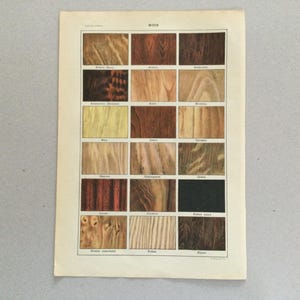 1912 Madera, Acacia, Especies de madera Árboles Formato pequeño Roble Carta de colores Grabados botánicos Ilustración antigua Impresión vintage