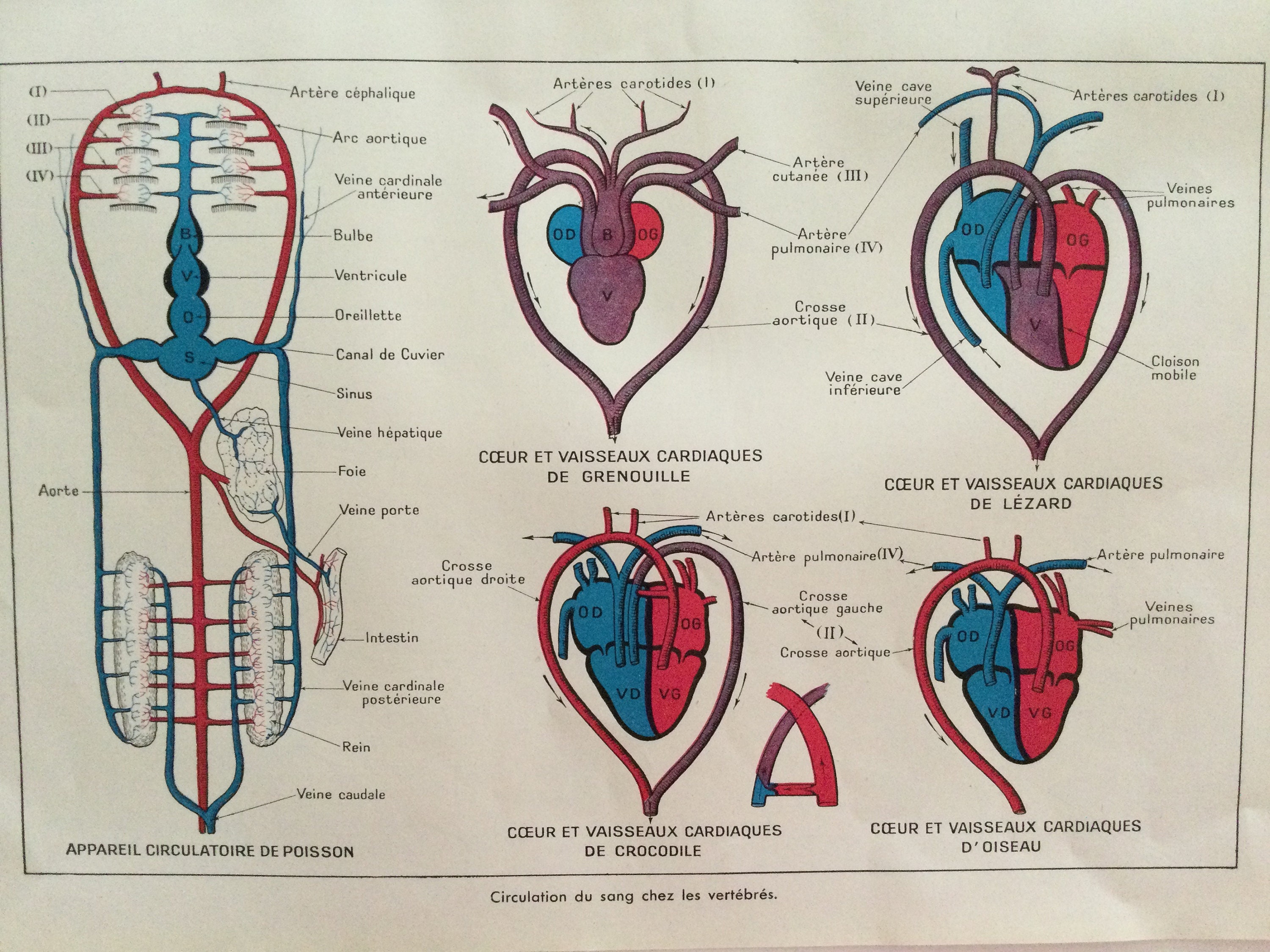 Comparative Animal Anatomy Anatomy Circulatory System - Etsy Comparative Animal Anatomy Anatomy Circulatory System - Etsy