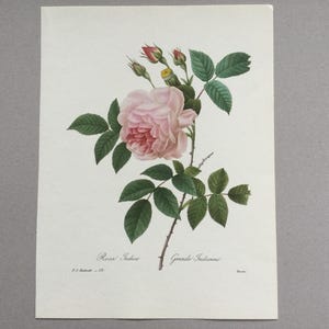 Rosa indica, India grande, Rosa, Estampados botánicos estampado de flores vintage Ilustración antigua Pierre-Joseph Redouté, 1980