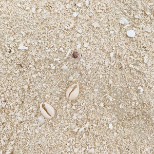 The Natural Cowrie Earrings...